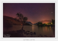 Llyn Padarn, Lone Tree
