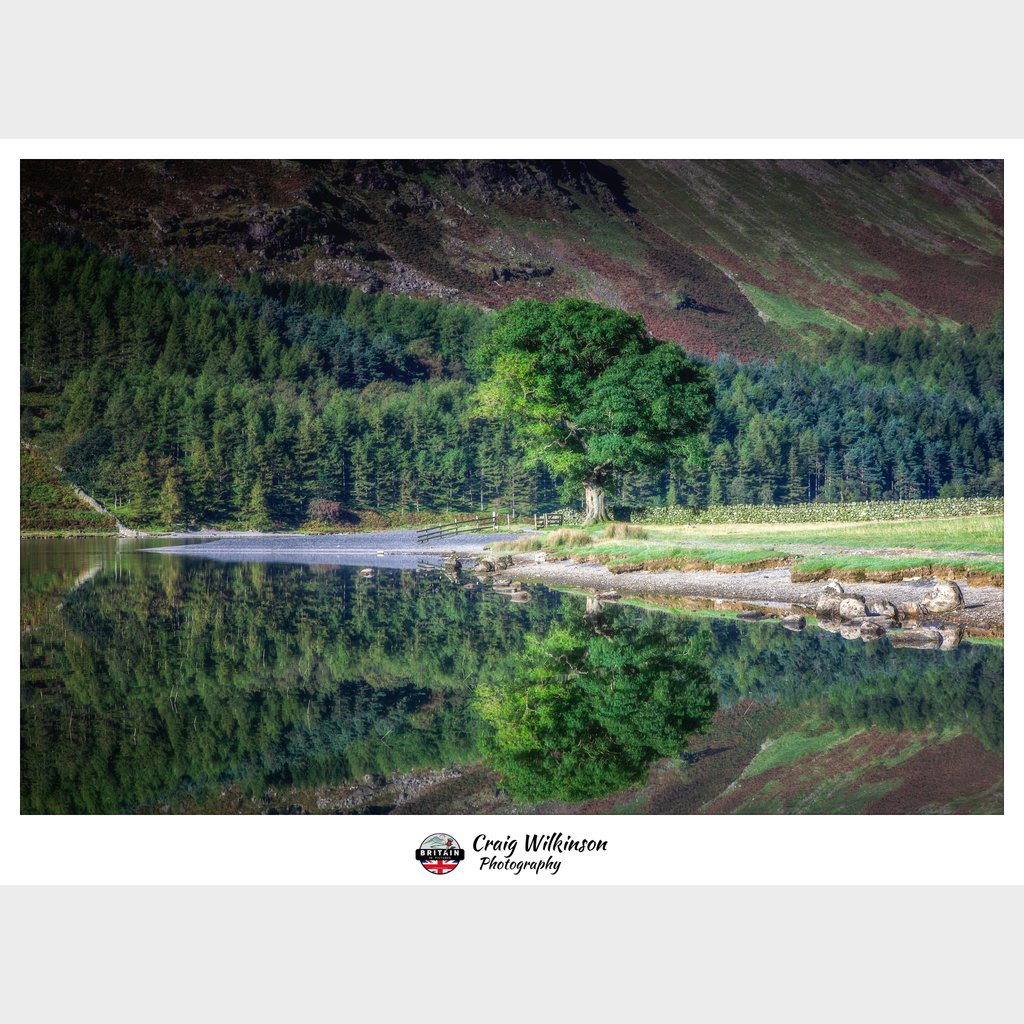 The Lone Tree Buttermere
