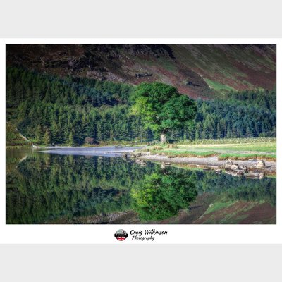 Buttermere Tree