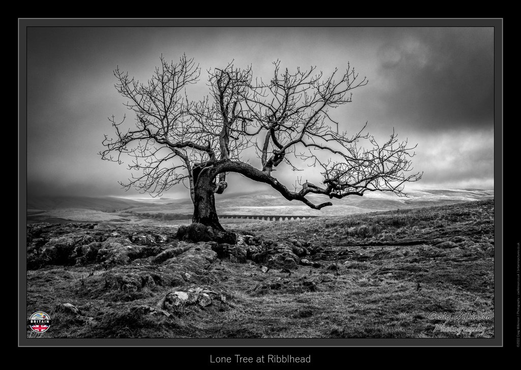 Charlie's Tree